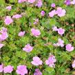 Kakost 'Blushing Turtle' - Geranium 'Blushing Turtle'