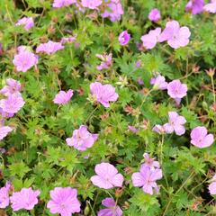 Kakost 'Blushing Turtle' - Geranium 'Blushing Turtle'