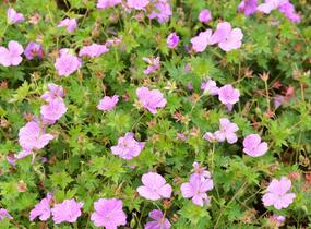 Kakost 'Blushing Turtle' - Geranium 'Blushing Turtle'