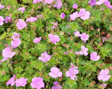 Kakost 'Blushing Turtle'