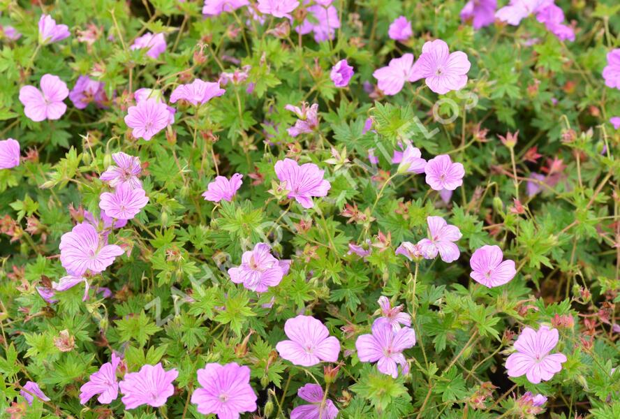 Kakost 'Blushing Turtle' - Geranium 'Blushing Turtle'