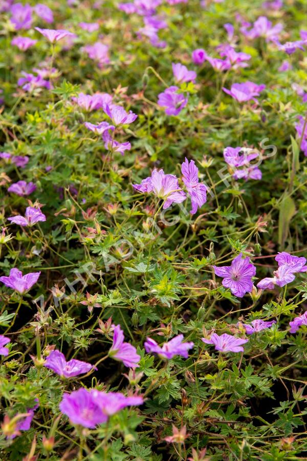 Kakost 'Blushing Turtle' - Geranium 'Blushing Turtle'