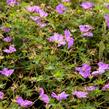 Kakost 'Blushing Turtle' - Geranium 'Blushing Turtle'