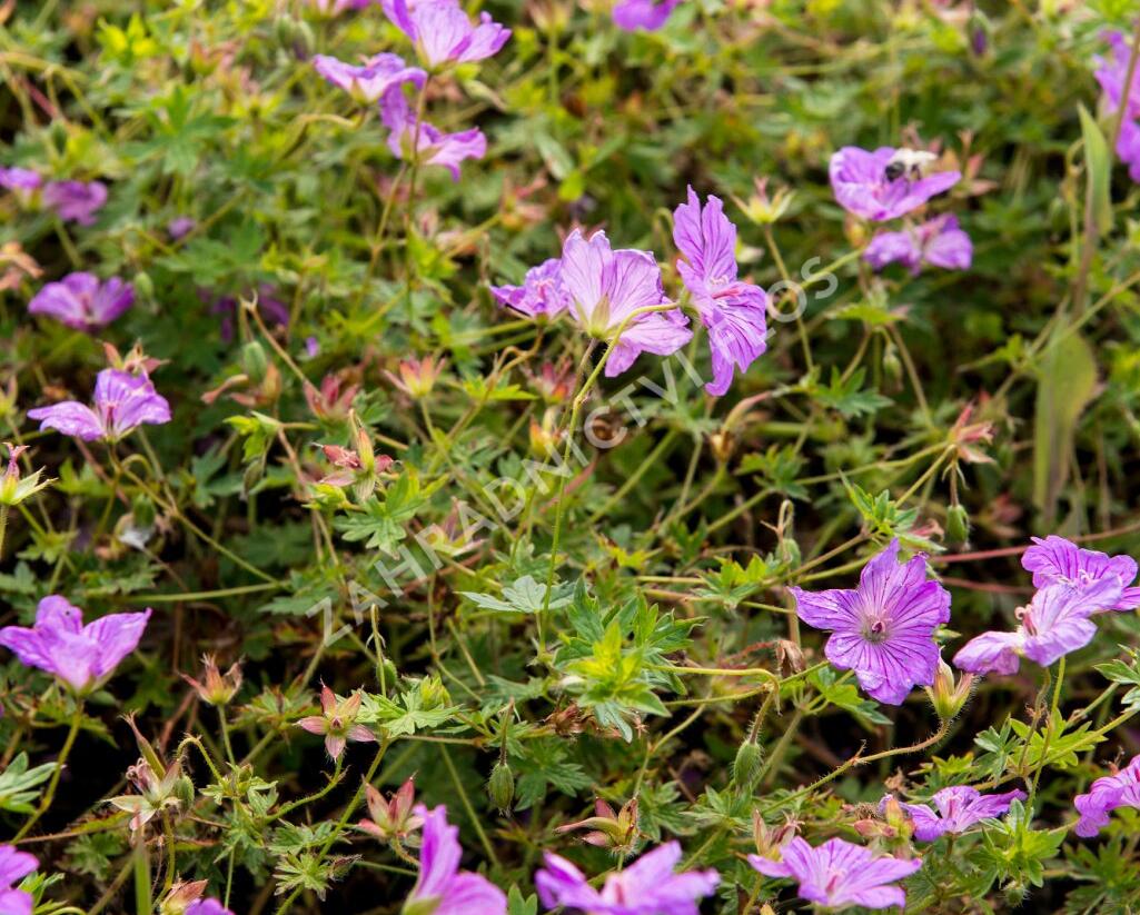 Kakost 'Blushing Turtle' - Geranium 'Blushing Turtle'