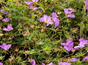Kakost 'Blushing Turtle' - Geranium 'Blushing Turtle'