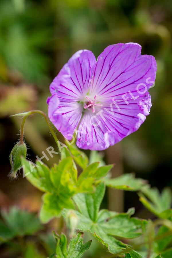 Kakost 'Blushing Turtle' - Geranium 'Blushing Turtle'
