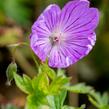 Kakost 'Blushing Turtle' - Geranium 'Blushing Turtle'
