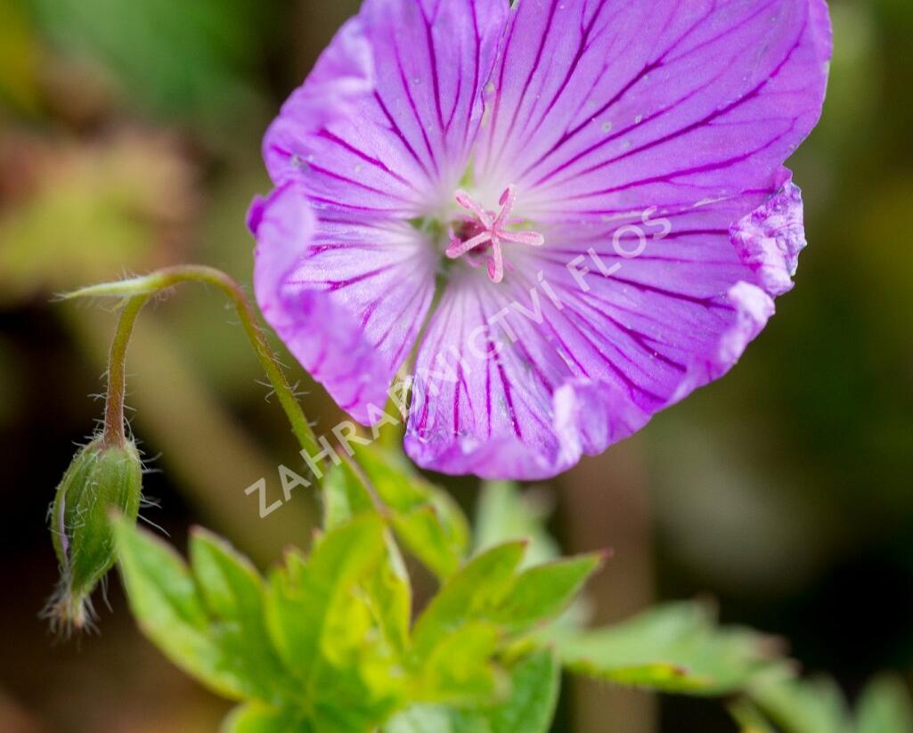 Kakost 'Blushing Turtle' - Geranium 'Blushing Turtle'