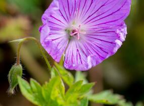 Kakost 'Blushing Turtle' - Geranium 'Blushing Turtle'