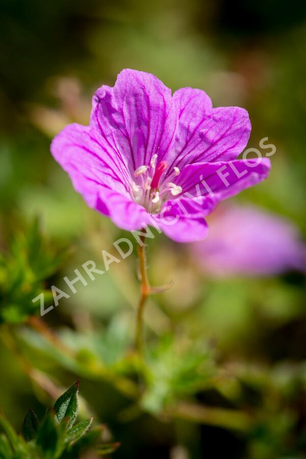 Kakost 'Blushing Turtle' - Geranium 'Blushing Turtle'