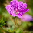 Kakost 'Blushing Turtle' - Geranium 'Blushing Turtle'