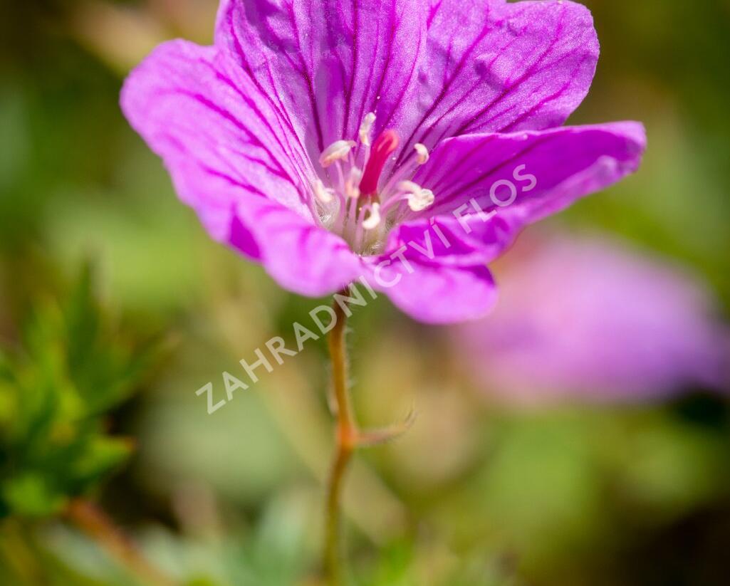 Kakost 'Blushing Turtle' - Geranium 'Blushing Turtle'