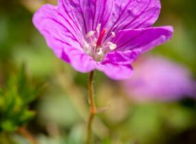 Kakost 'Blushing Turtle' - Geranium 'Blushing Turtle'