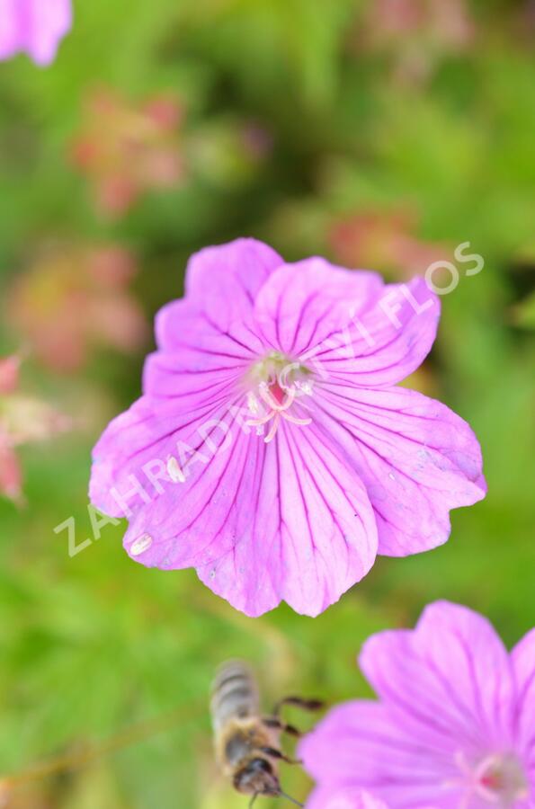 Kakost 'Blushing Turtle' - Geranium 'Blushing Turtle'