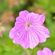 Kakost 'Blushing Turtle' - Geranium 'Blushing Turtle'