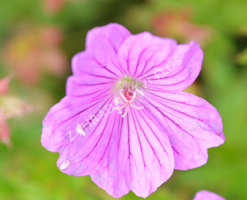 Kakost 'Blushing Turtle' - Geranium 'Blushing Turtle'