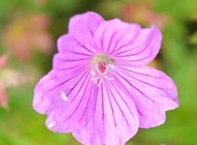 Kakost 'Blushing Turtle' - Geranium 'Blushing Turtle'