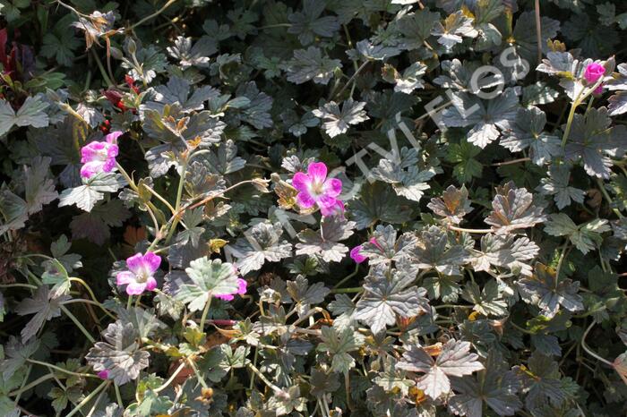 Kakost 'Tanya Rendall' - Geranium 'Tanya Rendall'