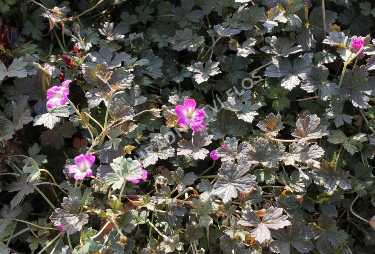 Kakost 'Tanya Rendall' - Geranium 'Tanya Rendall'