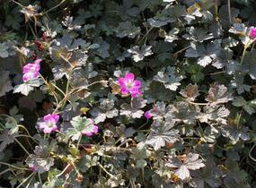 Kakost 'Tanya Rendall' - Geranium 'Tanya Rendall'