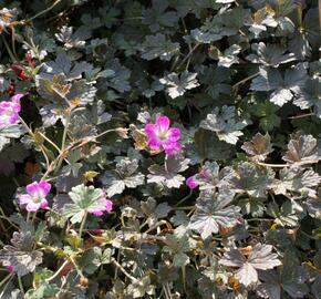 Kakost 'Tanya Rendall' - Geranium 'Tanya Rendall'