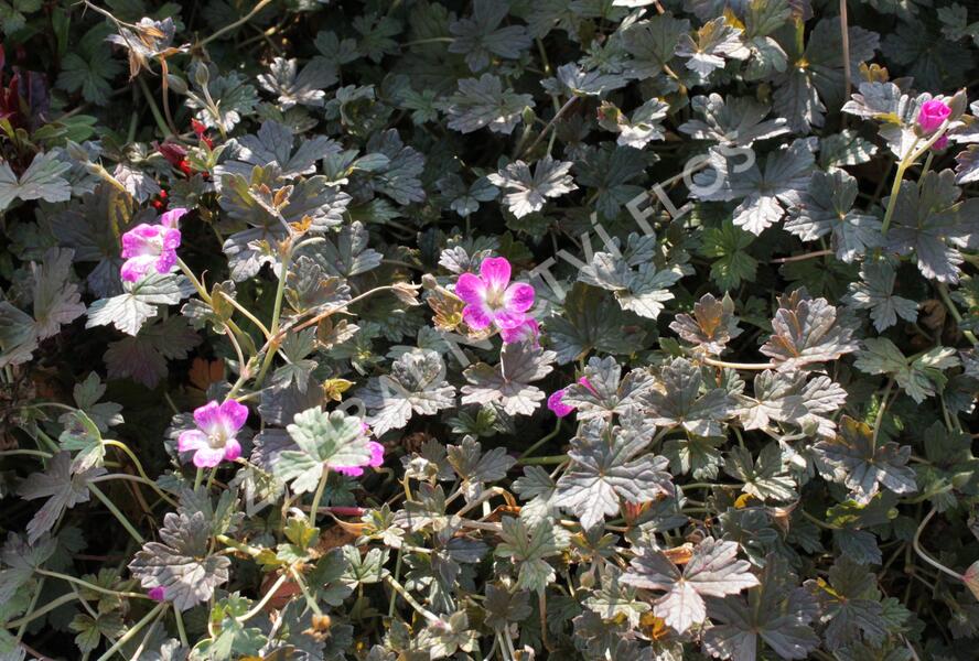 Kakost 'Tanya Rendall' - Geranium 'Tanya Rendall'