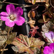 Kakost 'Tanya Rendall' - Geranium 'Tanya Rendall'