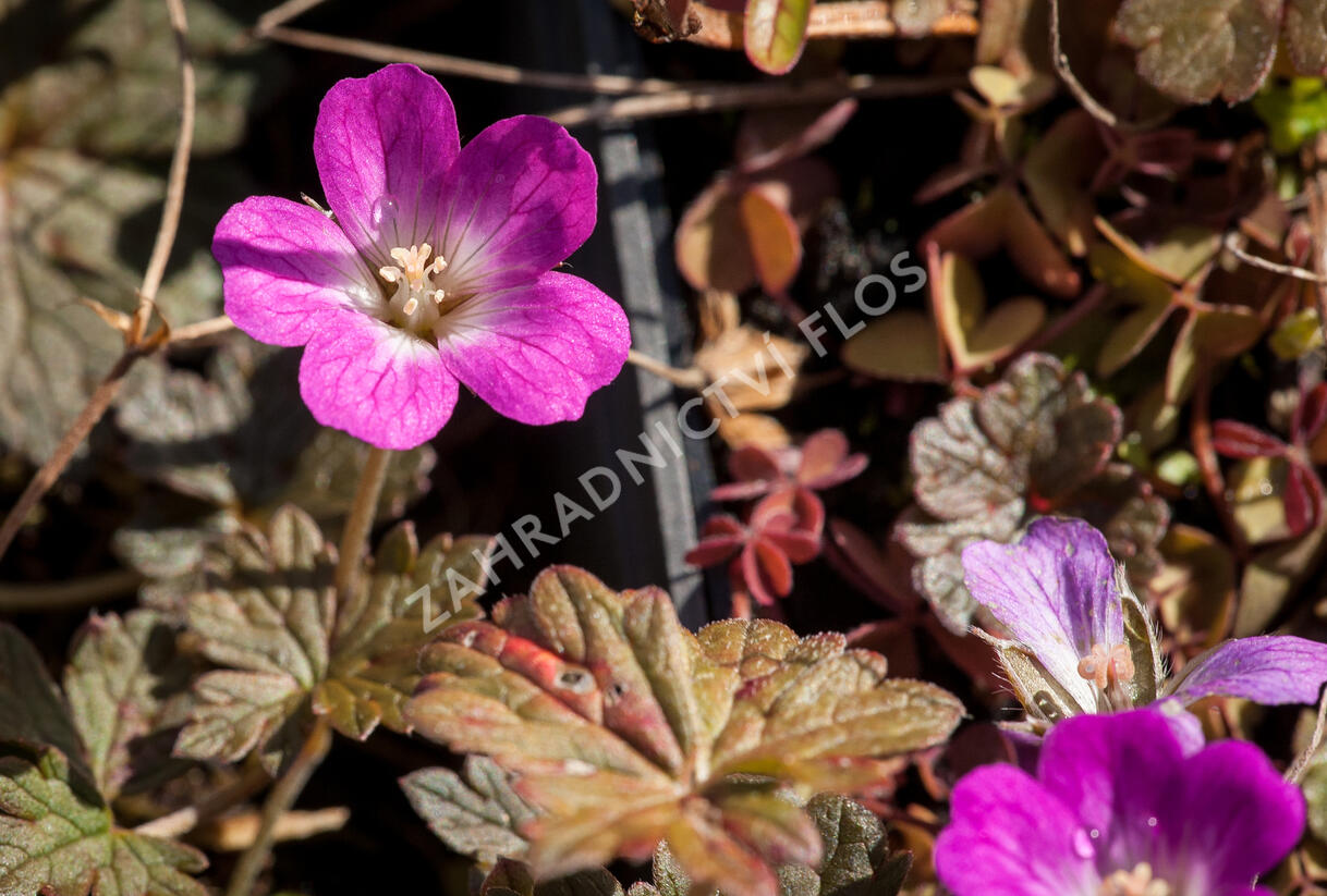 Kakost 'Tanya Rendall' - Geranium 'Tanya Rendall'