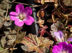 Kakost 'Tanya Rendall' - Geranium 'Tanya Rendall'