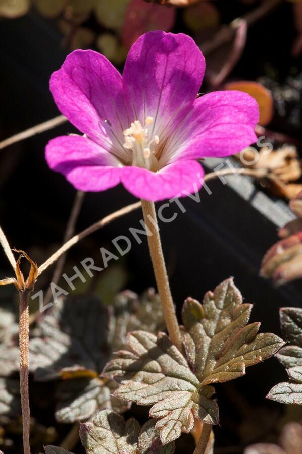 Kakost 'Tanya Rendall' - Geranium 'Tanya Rendall'