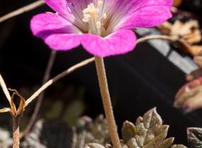 Kakost 'Tanya Rendall' - Geranium 'Tanya Rendall'