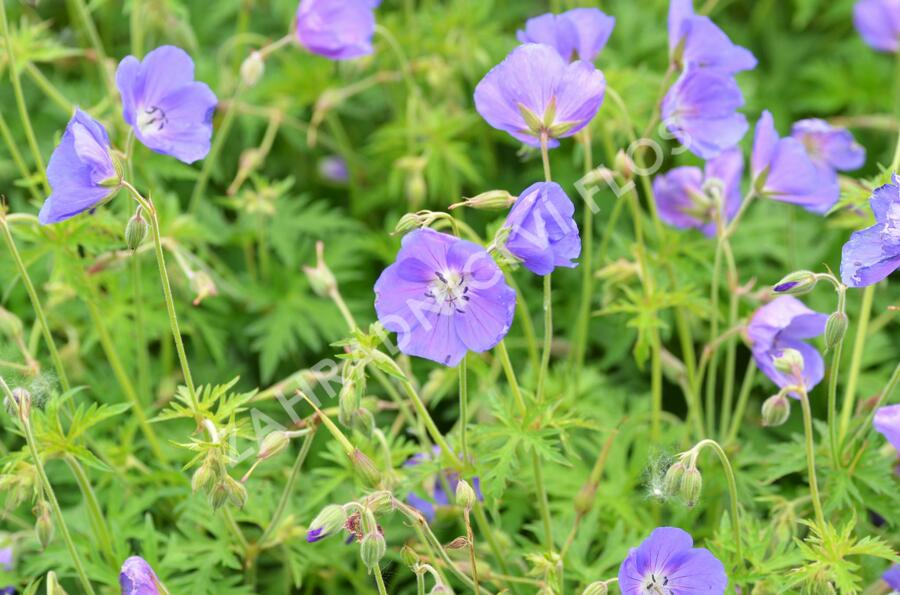 Kakost 'Eureka Blue' - Geranium 'Eureka Blue'