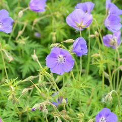 Kakost 'Eureka Blue' - Geranium 'Eureka Blue'