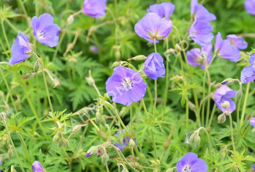 Kakost 'Eureka Blue' - Geranium 'Eureka Blue'