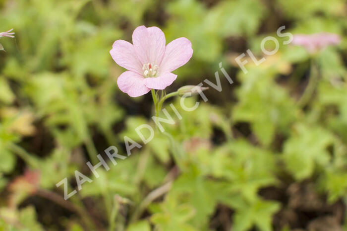 Kakost Endressův 'Wargrawe Pink' - Geranium endressii 'Wargrawe Pink'
