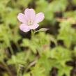 Kakost Endressův 'Wargrawe Pink' - Geranium endressii 'Wargrawe Pink'