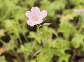 Kakost Endressův 'Wargrave Pink' - Geranium endressii 'Wargrave Pink'