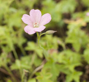 Kakost Endressův 'Wargrave Pink' - Geranium endressii 'Wargrave Pink'