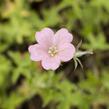 Kakost Endressův 'Wargrave Pink' - Geranium endressii 'Wargrave Pink'