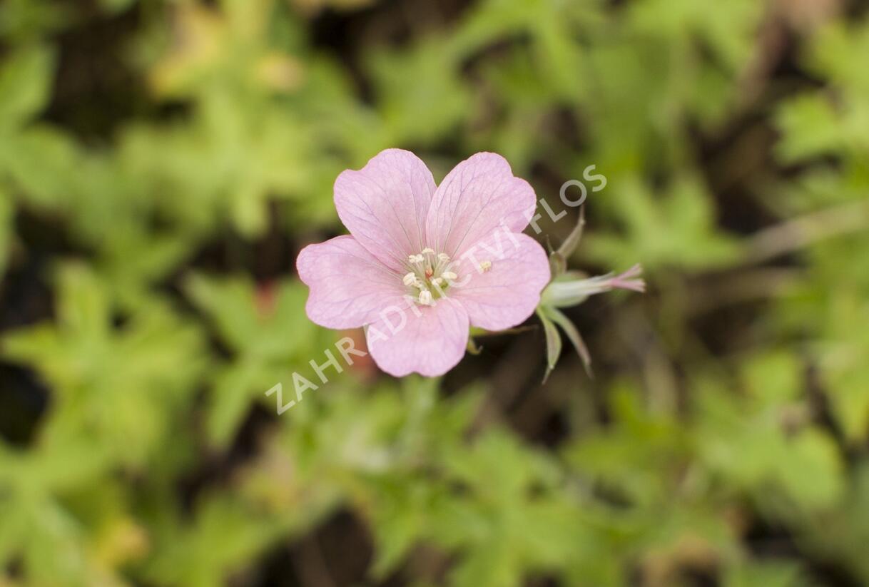 Kakost Endressův 'Wargrave Pink' - Geranium endressii 'Wargrave Pink'