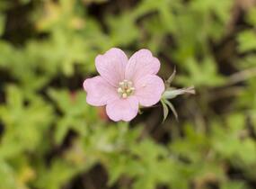 Kakost Endressův 'Wargrave Pink' - Geranium endressii 'Wargrave Pink'