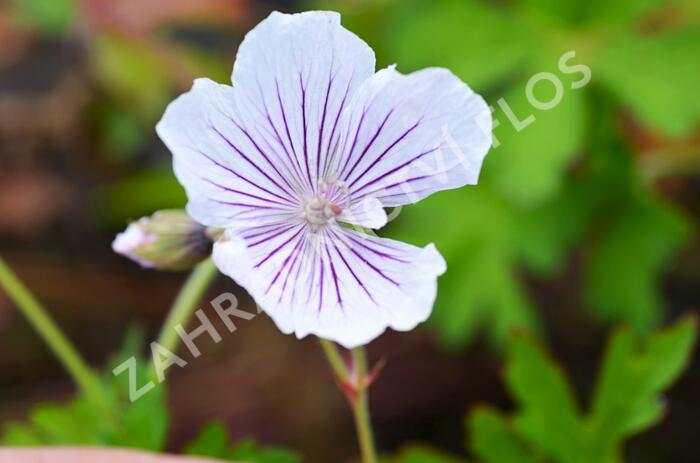 Kakost 'Crystal Lake' - Geranium wallichianum 'Crystal Lake'