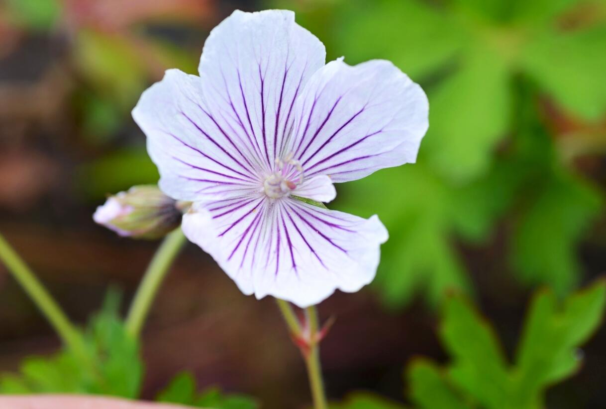 Kakost 'Crystal Lake' - Geranium wallichianum 'Crystal Lake'