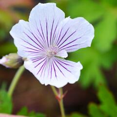 Kakost 'Crystal Lake' - Geranium wallichianum 'Crystal Lake'