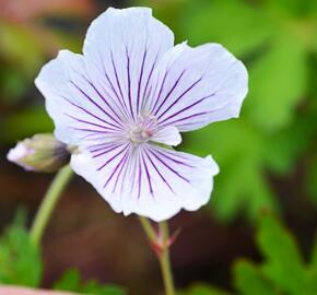 Kakost 'Crystal Lake' - Geranium wallichianum 'Crystal Lake'