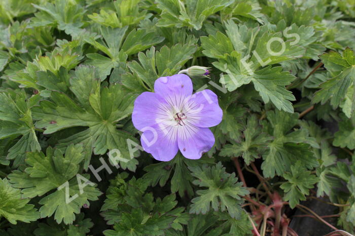 Kakost 'Azure Rush' - Geranium 'Azure Rush'