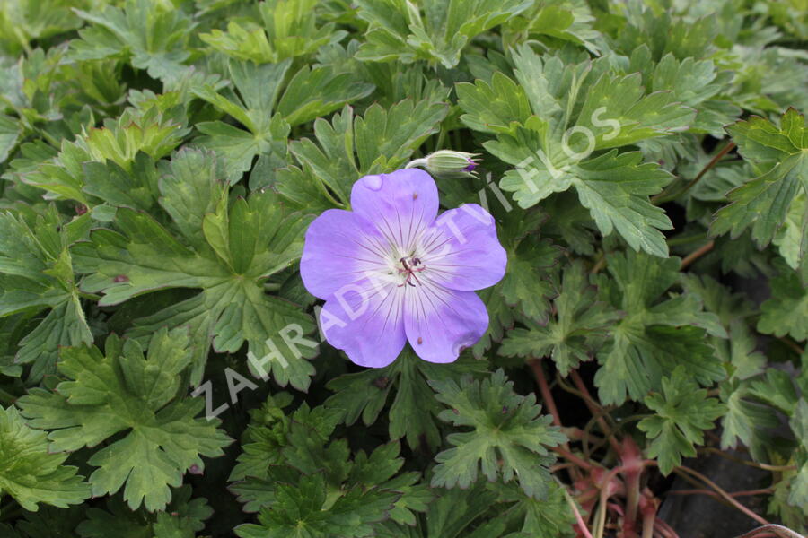 Kakost 'Azure Rush' - Geranium 'Azure Rush'