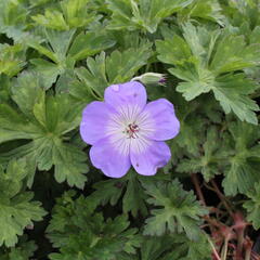 Kakost 'Azure Rush' - Geranium 'Azure Rush'