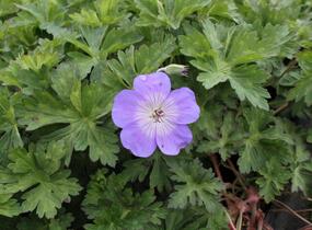 Kakost 'Azure Rush' - Geranium 'Azure Rush'