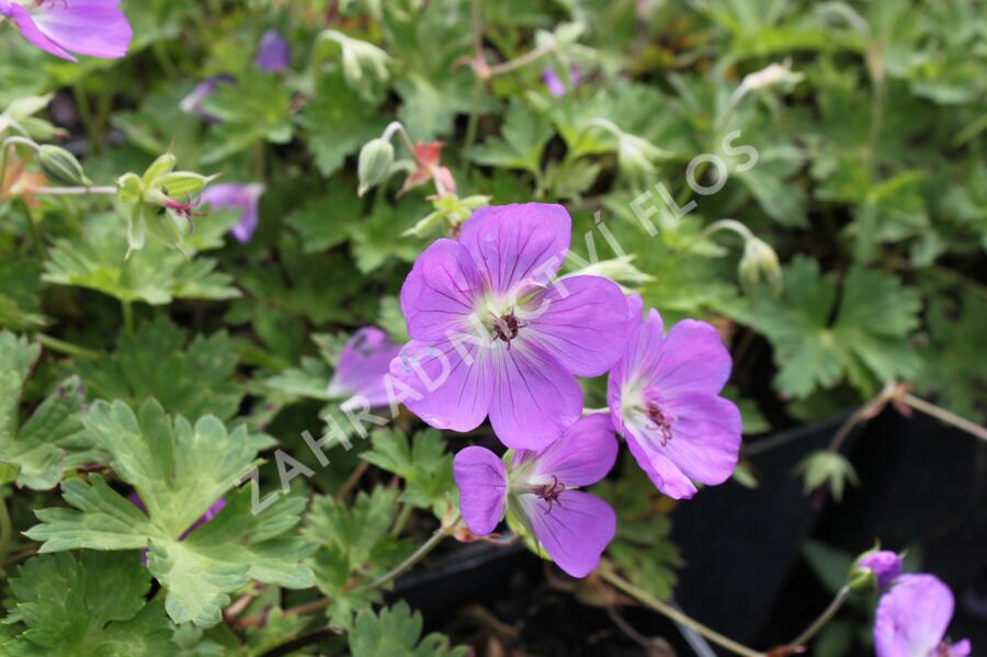 Kakost 'Azure Rush' - Geranium 'Azure Rush'